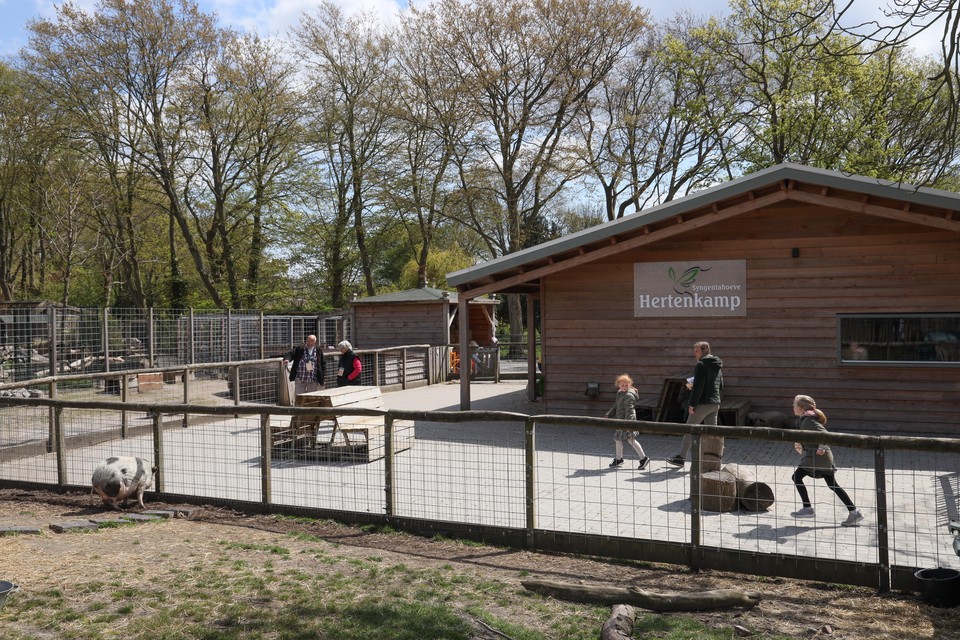 Hertenkampen zoals deze in Enkhuizen bestaan bij de gratie van jonge geitjes die extra publiek trekken.