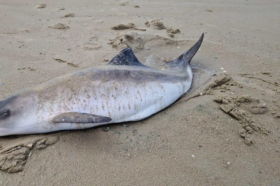 De dode bruinvis op het strand van Texel.
