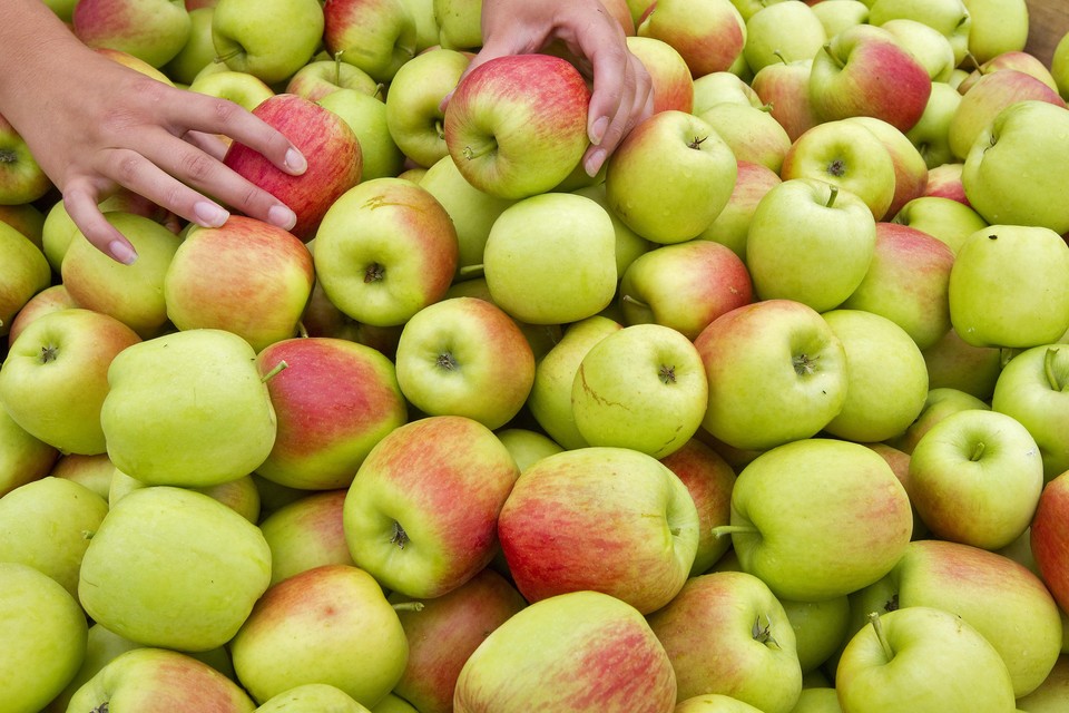 De eerste delcorf-appeltjes uit de Beemster zijn vanaf vandaag verkrijgbaar.