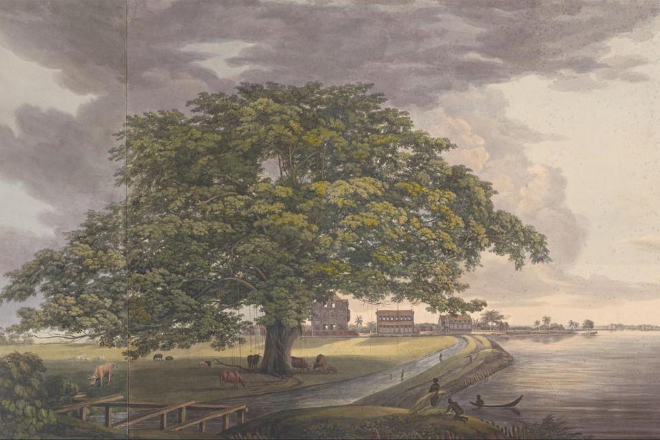 Grote boom aan de Commewijne met zicht op plantage Alkmaar, 1812.