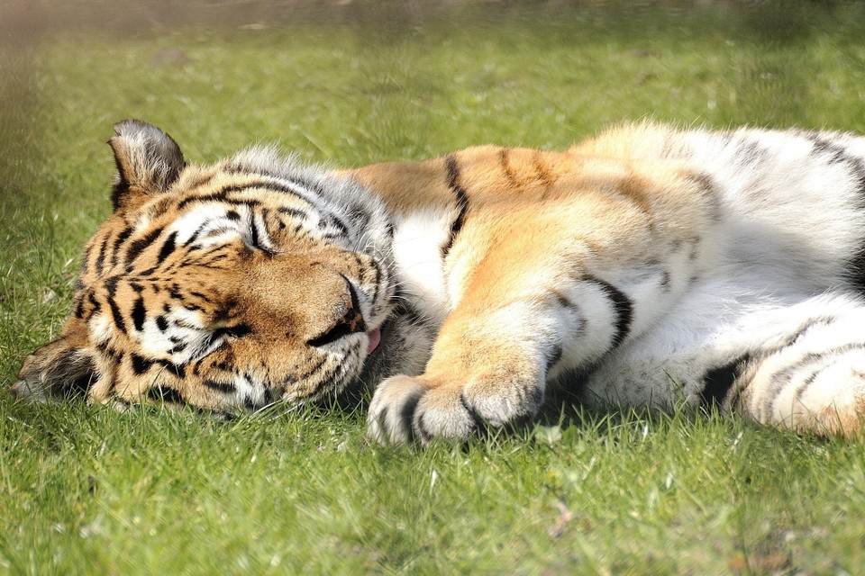 Misser over tijgers op Hoenderdaell. Foto: Henk Gerber