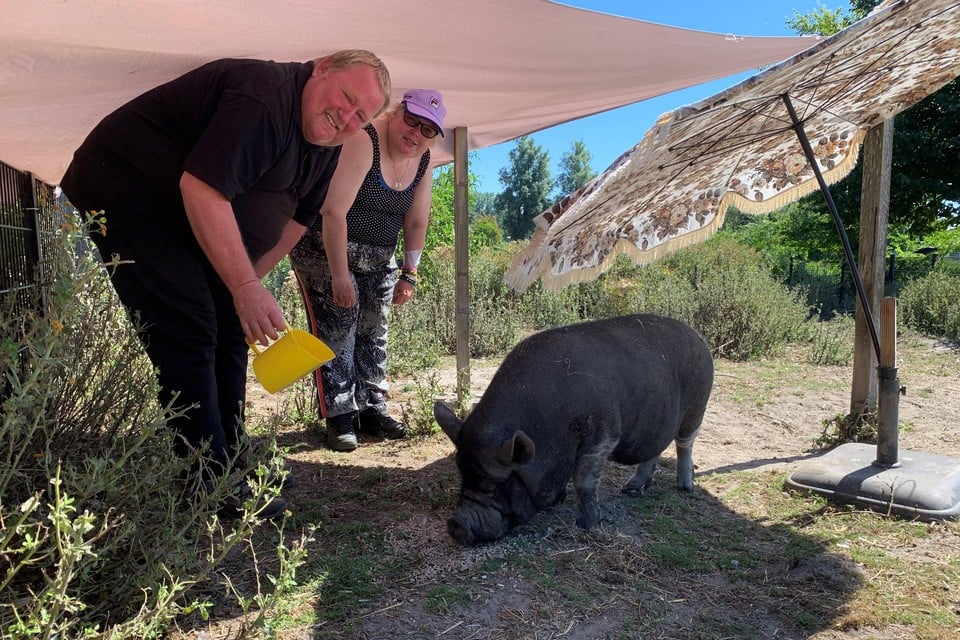 Gerard en Ingrid van de wijkboerderij hebben voor varken Fred wat schaduw gecreëerd.