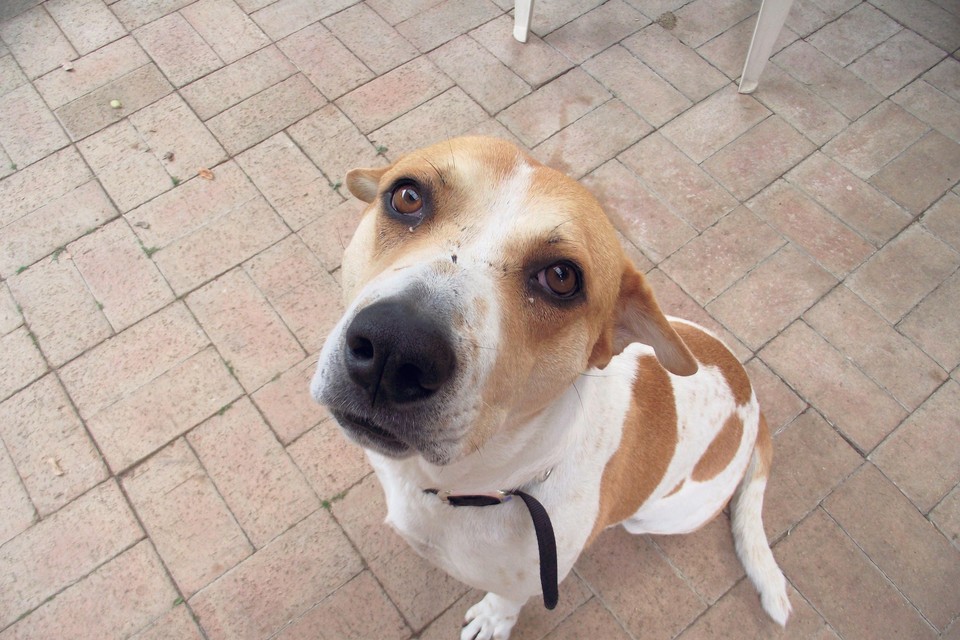 fonds Missionaris Sta op Fairdog, een 'marktplaats' voor wie een hond zoekt. 'Aanbod is nu te  versnipperd' | Noordhollandsdagblad