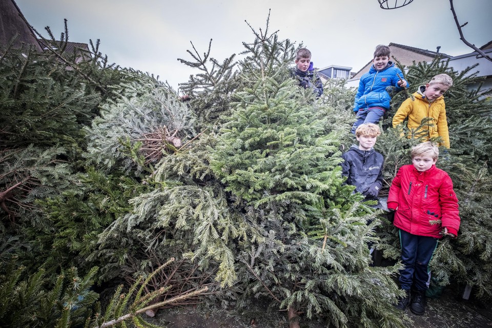 De afgelopen week waren de broers Jelte (13), Tijn (12), Imme (9), Melle (7) en hun vriendjes Fedde (13) en Jip (9) flink in de weer om overal kerstbomen vandaan te halen.