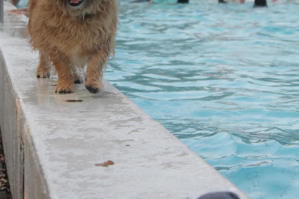 Het zwembadseizoen wordt definitief afgesloten met het hondenzwemmen.