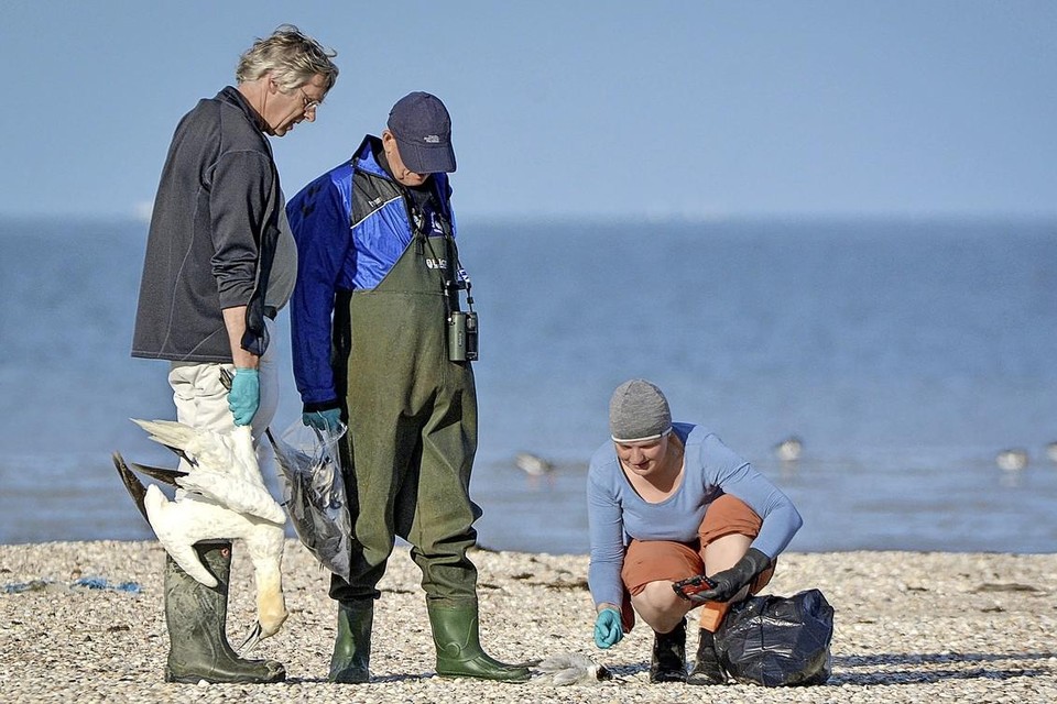 Vogelgriepslachtoffers worden geruimd op Texel. Links staat Mardik Leopold. Op het Helderse strand spoelen dagelijks dode vogels aan.