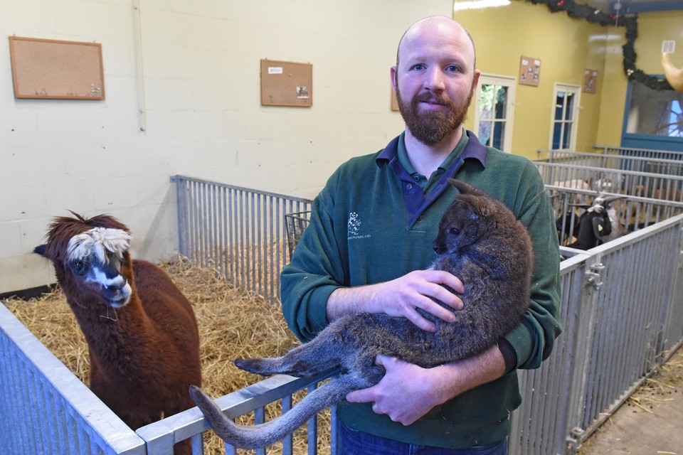 Dierverzorger Joël Slootjes met de verlamde wallabykangoeroe Wally. Alpaca Stanley komt nieuwsgierig kijken hoe het is met de patiënt.