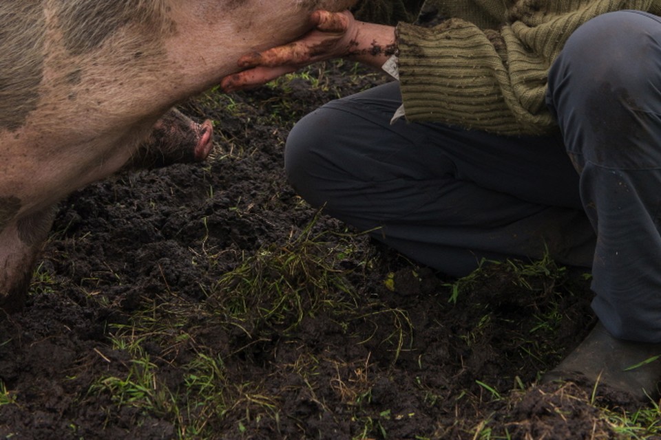 Boer Benno knuffelt een van zijn varkens. Op de achtergrond directeur Wouter Joop. Foto Ella Tilgenkamp