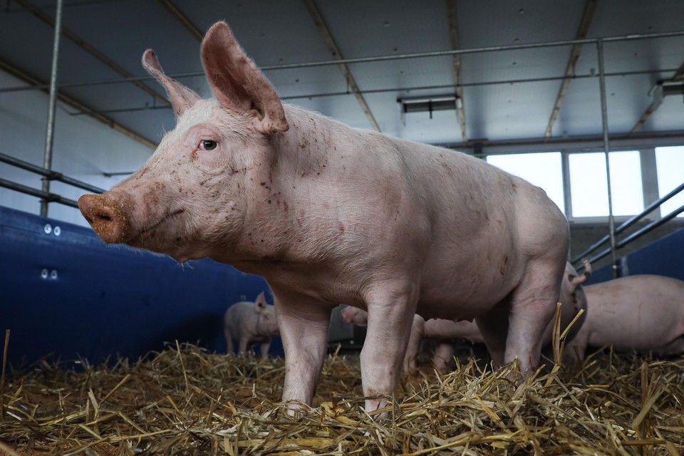 De varkens groeien in vier maanden zo’n honderd kilo.