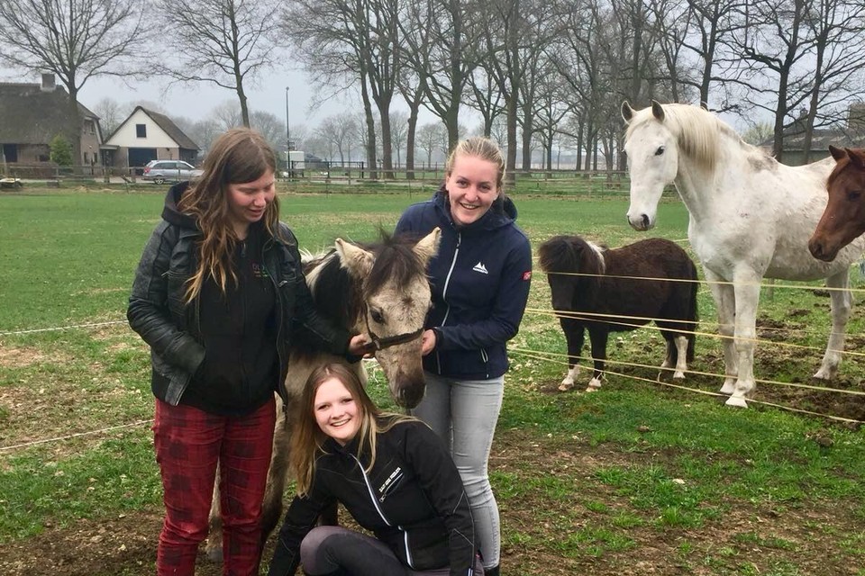 Priscilla (links), Chella (gehurkt) en Amy met een veulen dat mee ging naar Nederland.
