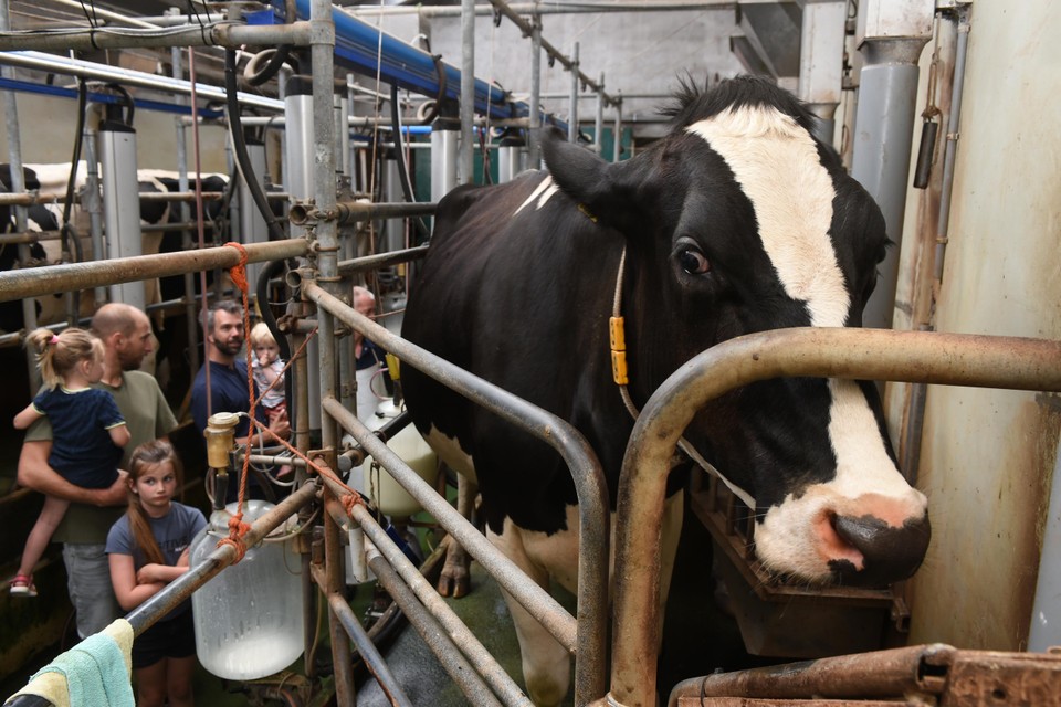 Om half zes is het voor de boer en de campinggasten tijd om de koeien te melken.