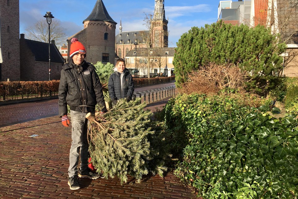 Senna van Breugel (links) en Pim Amsing verzamelen kerstbomen.