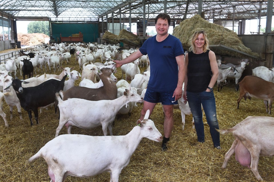 Peter Wiering en echtgenote Patricia in de potstal met hun geiten zie zij twee keer per dag melken.
