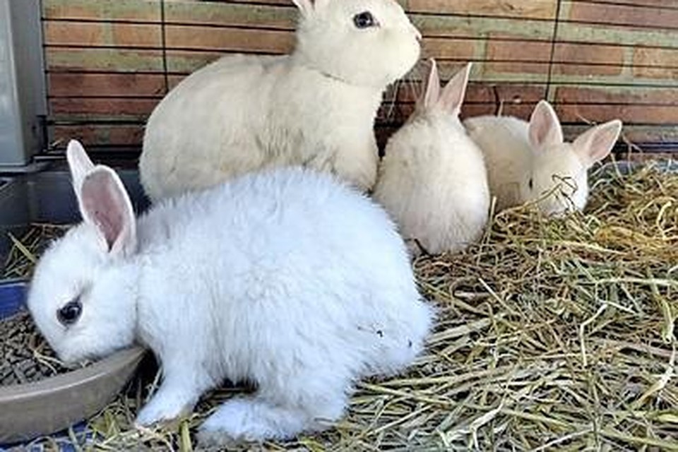 De gedumpte konijnenfamilie.