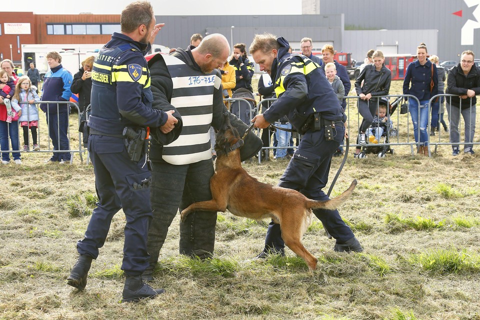 Een politiehond helpt hondengeleiders een ’boef’ in te rekenen.