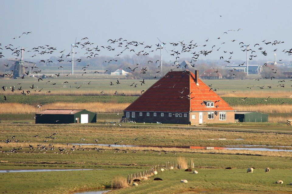 De boerderij aan de Hazeweg in Camperduin. De stolpen zijn vogelvrij verklaard, zegt de boerderijenstichting.