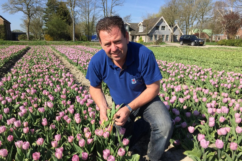 Arjan Smit demonstreert, knielend in een bed tulpen, steeltjes van tulpenplanten die finaal bevroren zijn en waar je dus niets meer aan hebt.