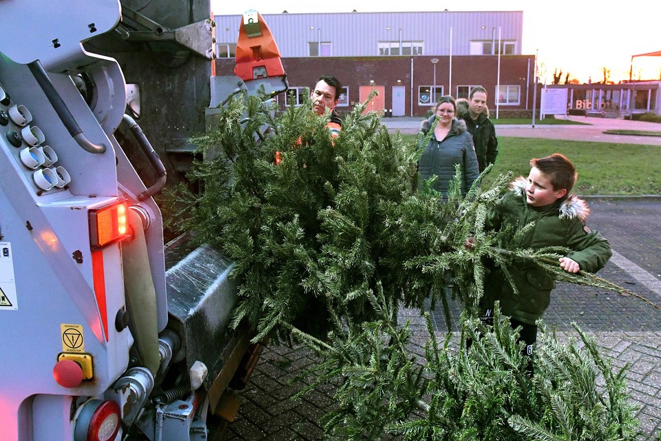 Januari dit jaar: kerstbomen ophalen in Julianadorp.