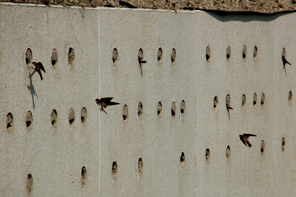 Oeverzwaluwen vliegen af en aan bij de broedwand