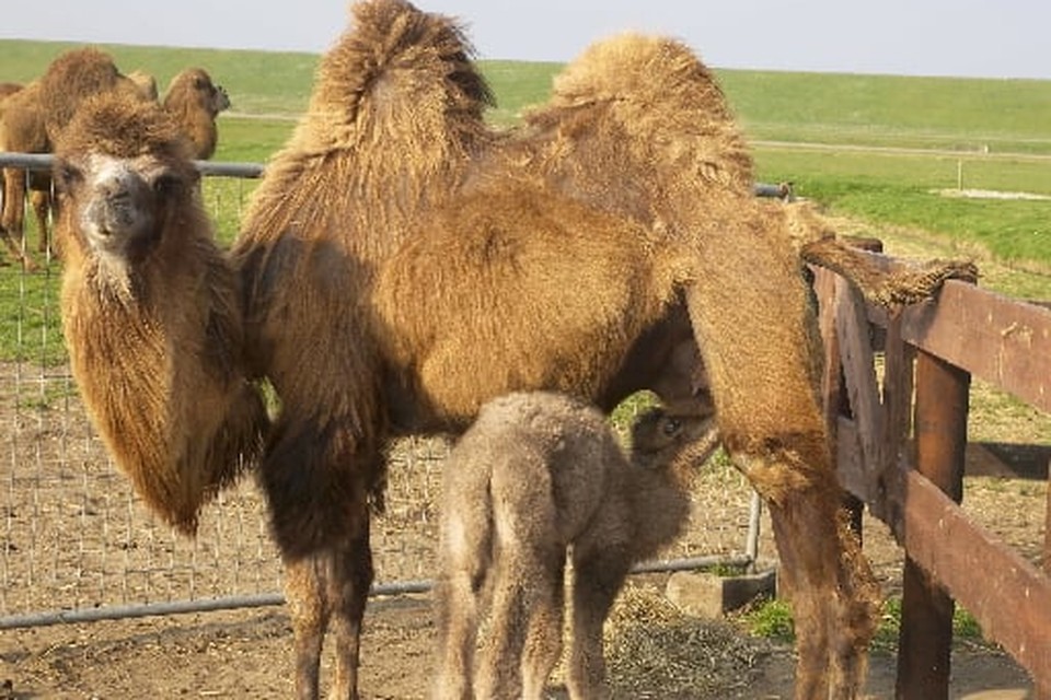 Archieffoto kamelen