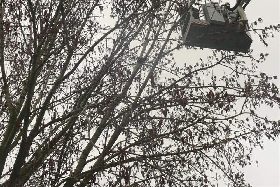 De hoogwerker nadert de poes (te zien iets boven het hart van de foto) die waarschijnlijk een etmaal in de boom heeft gezeten. (Foto brandweer Enkhuizen)