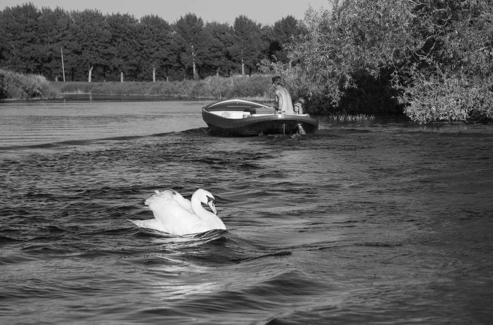 Witte zwaan op golven van wegvarend bootje in Lutjebroek/Grootebroek.