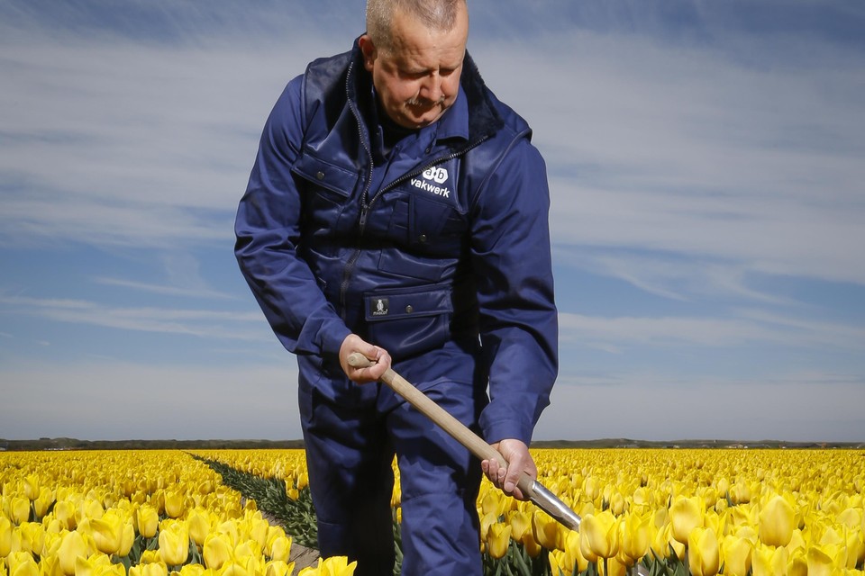 Een werknemer van AB Vakwerk is actief tussen de bloembollen.