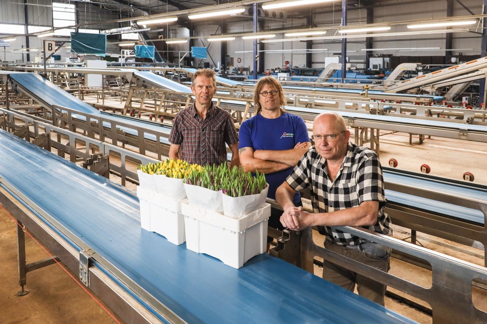 De broers Gerard (links), Marc en Cees de Wit, die nu nog eigenaar zijn van tulpenbedrijf Germaco in Bovenkarspel.
