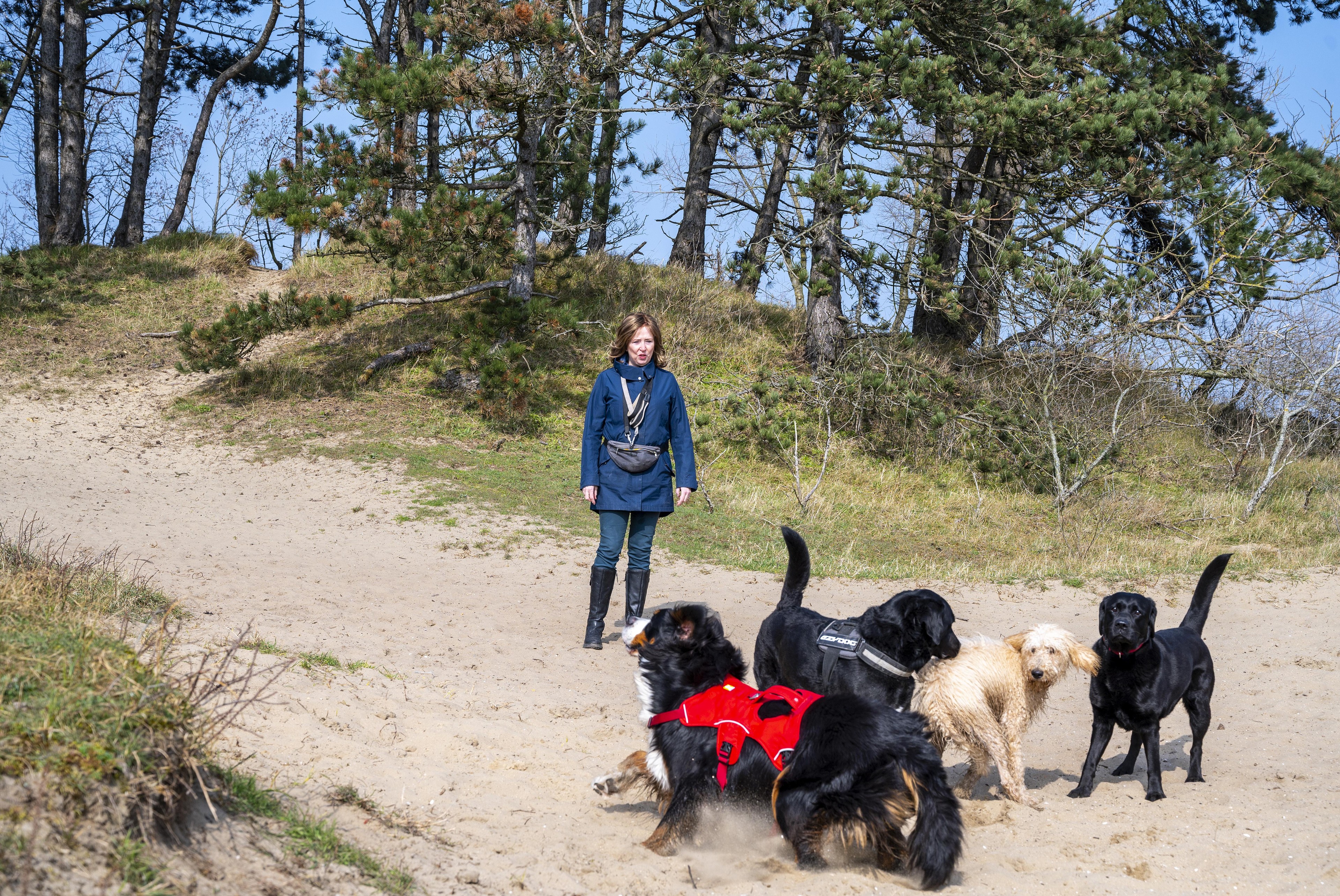 virtueel Peregrination alias Gemeente luistert naar stroom van kritiek: Honden mogen blijven loslopen in  Wethouder van Gelukpark | Noordhollandsdagblad