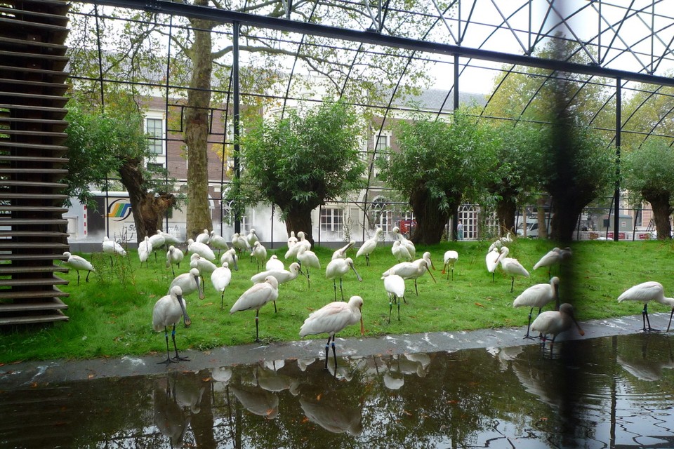 De grootste lepelaarskolonie in een kooi geïnspireerd op Hollands polderlandschap. Foto’s Rien Floris