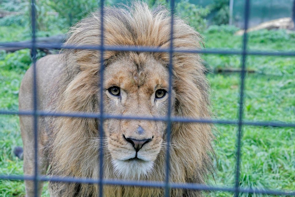 Een van de leeuwen die bij Dierenpark Hoenderdaell verblijft.