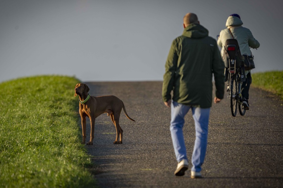 Een loslopende hond staat even stil op de toegangsweg naar de zeedijk. Als het aan het hoogheemraadschap ligt, is dat binnenkort verleden tijd.