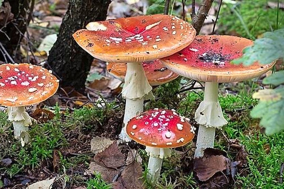 Herfst is paddenstoelentijd, vooral de rood met witte stippen het erg goed dit jaar | Noordhollandsdagblad