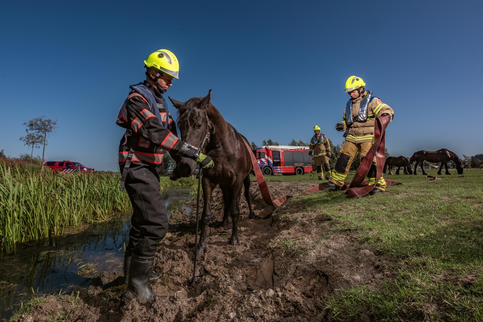 Een brandweerassistent helpt na de redding van een paard uit het water.