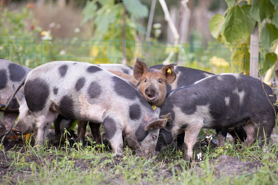 De nieuwe varkens zijn gearriveerd om de grond van de Baarnse schooltuinen schoon te vreten.