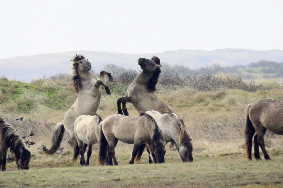 Konikpaarden in natuurgebied De Slufter.