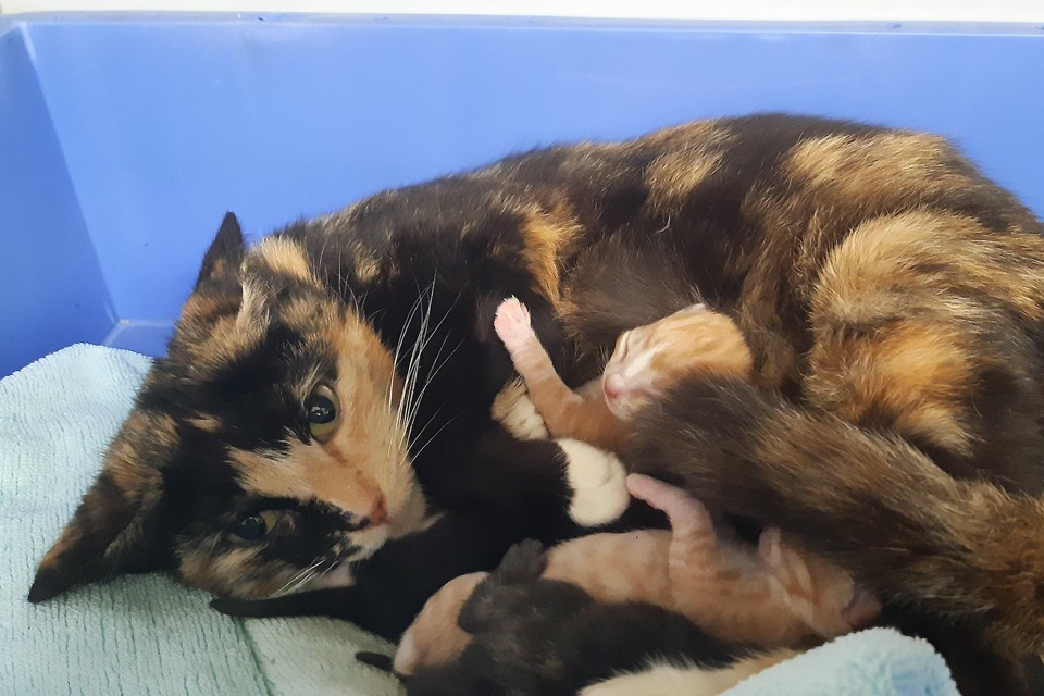 Een blije moeder met haar kittens.