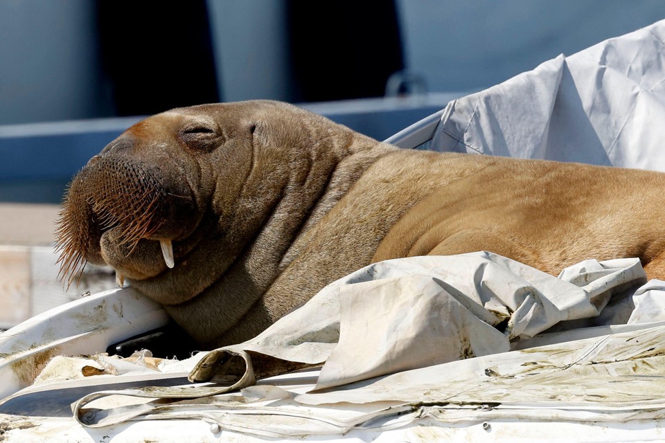 Noorwegen overweegt euthanasie voor walrus Freya die vorig jaar bij Harlingen en Schiermonnikoog rondzwom.