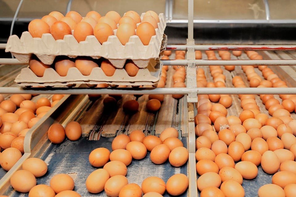 Sport weduwnaar Kluisje Hoort een eitje erbij of is het een luxeproduct? Prijzen van eieren met  bijna 75 procent gestegen | Noordhollandsdagblad