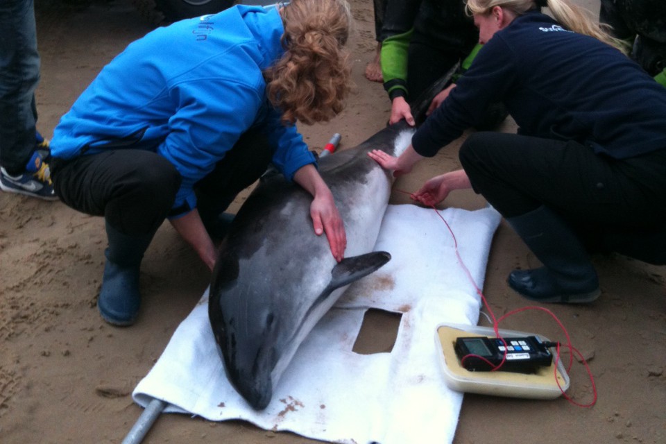 Redders maken de aangespoelde dolfijn klaar voor transport. Foto Judy Hopman